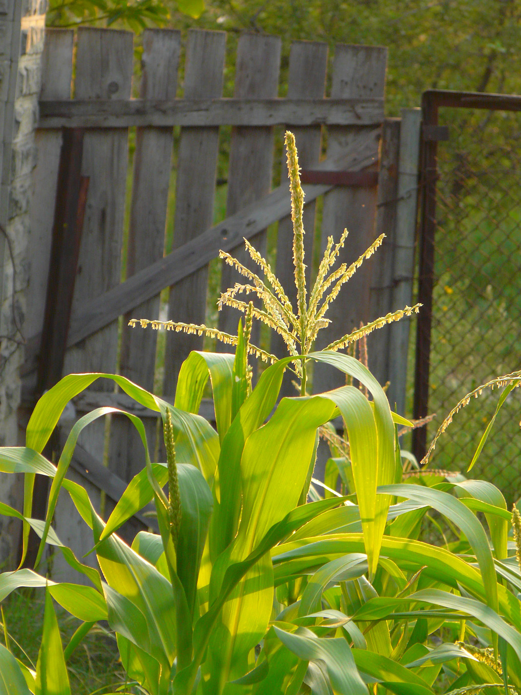 Изображение особи Zea mays.