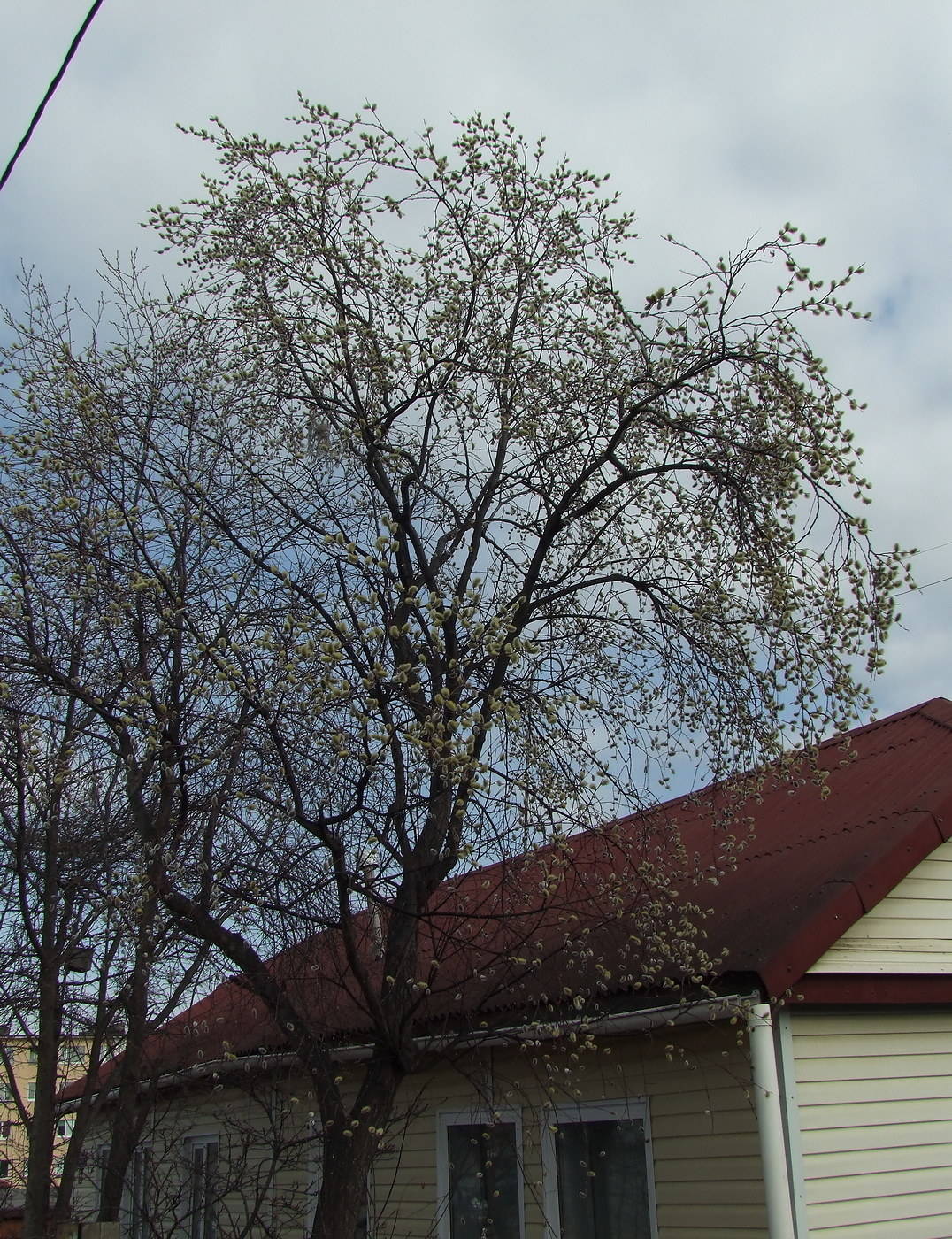 Image of Salix rorida specimen.