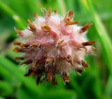 Trifolium fragiferum