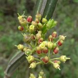 Cissus quadrangularis