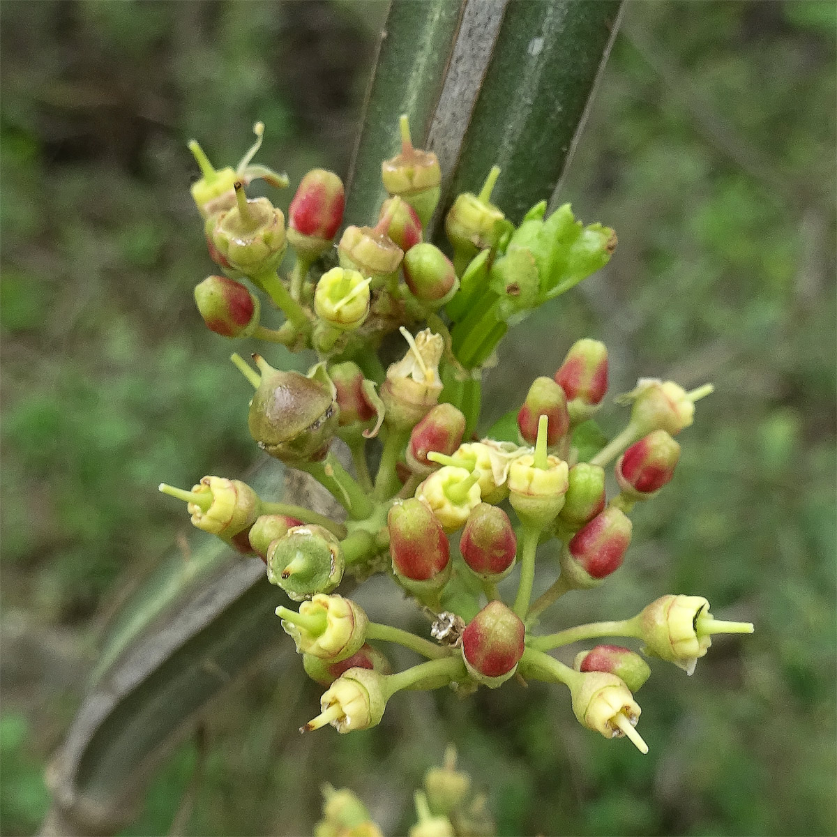 Изображение особи Cissus quadrangularis.