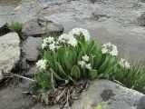 Primula bayernii. Цветущее растение. Кабардино-Балкария, Эльбрусский р-н, долина р. Ирикчат, ок. 2900 м н.у.м., горный ручей. 06.07.2020.