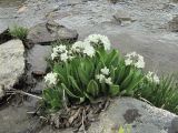 Primula bayernii