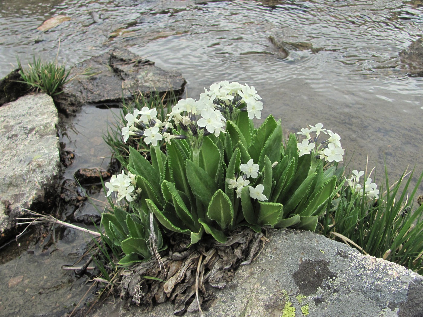 Изображение особи Primula bayernii.