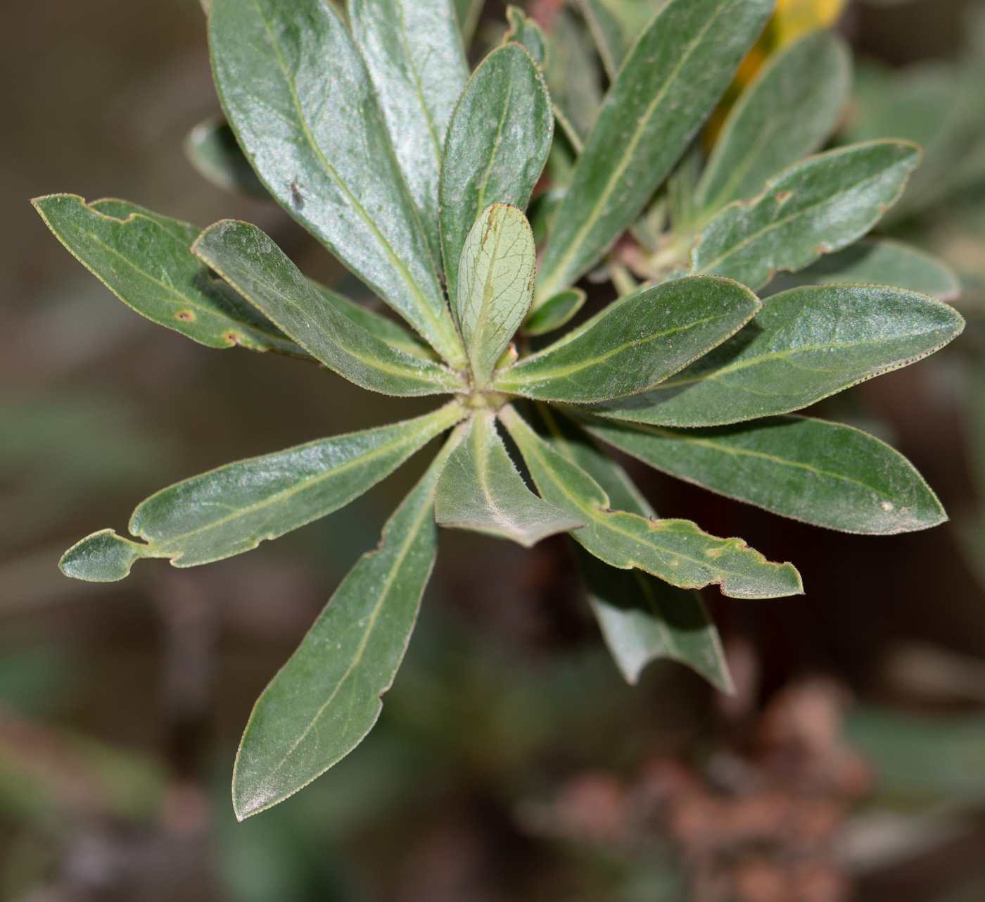 Изображение особи Escallonia paniculata.