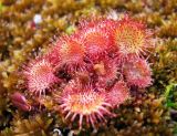 Drosera rotundifolia