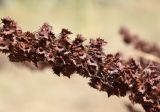 Rumex stenophyllus