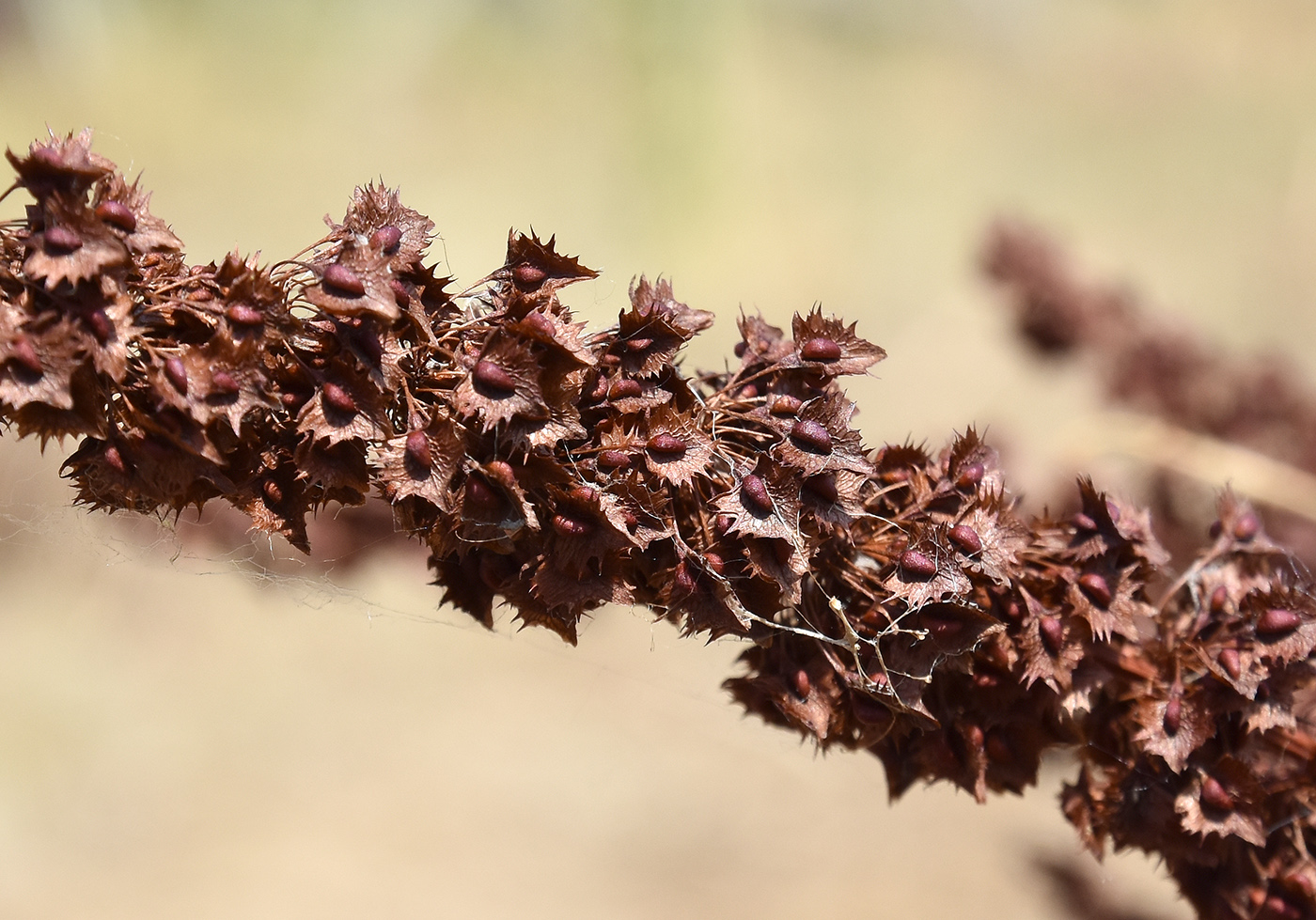 Image of Rumex stenophyllus specimen.