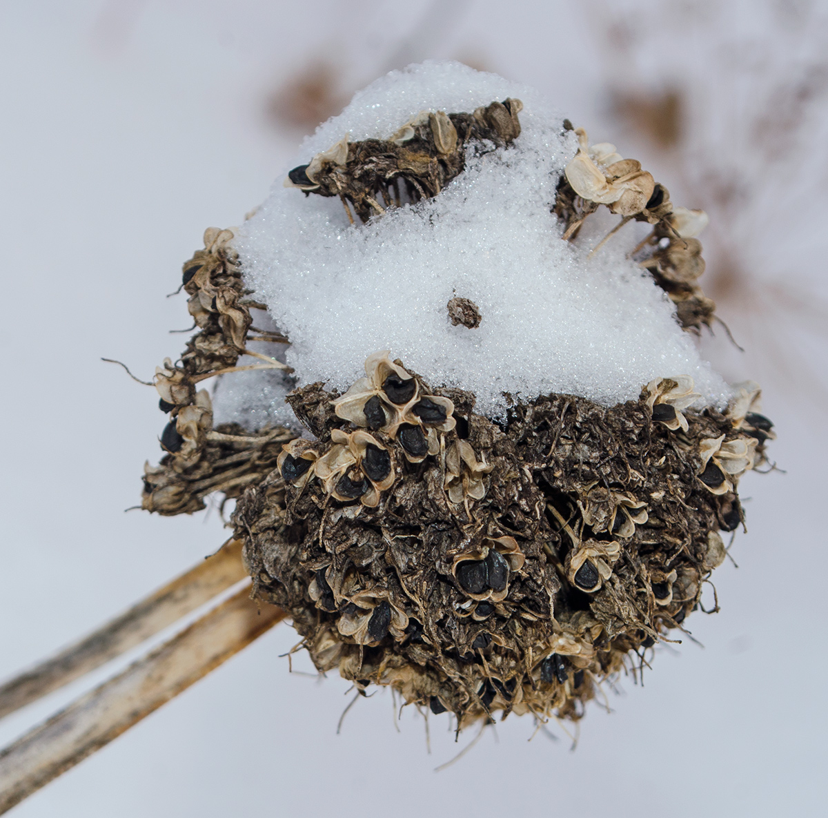 Image of Allium nutans specimen.