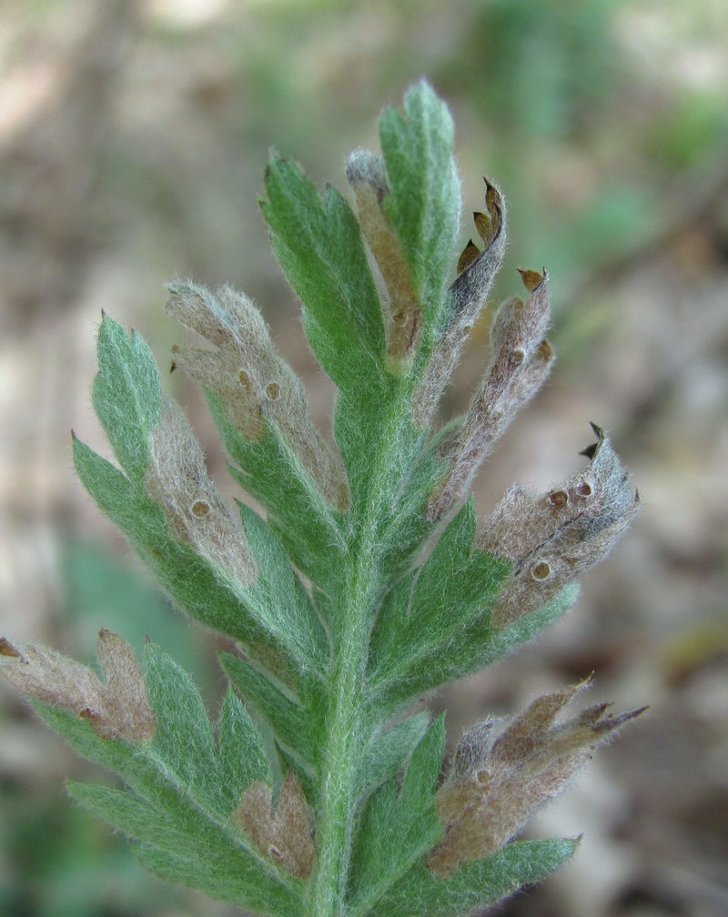 Image of Pyrethrum poteriifolium specimen.