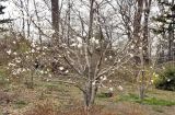 Magnolia × loebneri. Цветущее растение. Приморский край, окр. г. Владивосток, Ботанический сад-институт ДВО РАН. 20.04.2019.