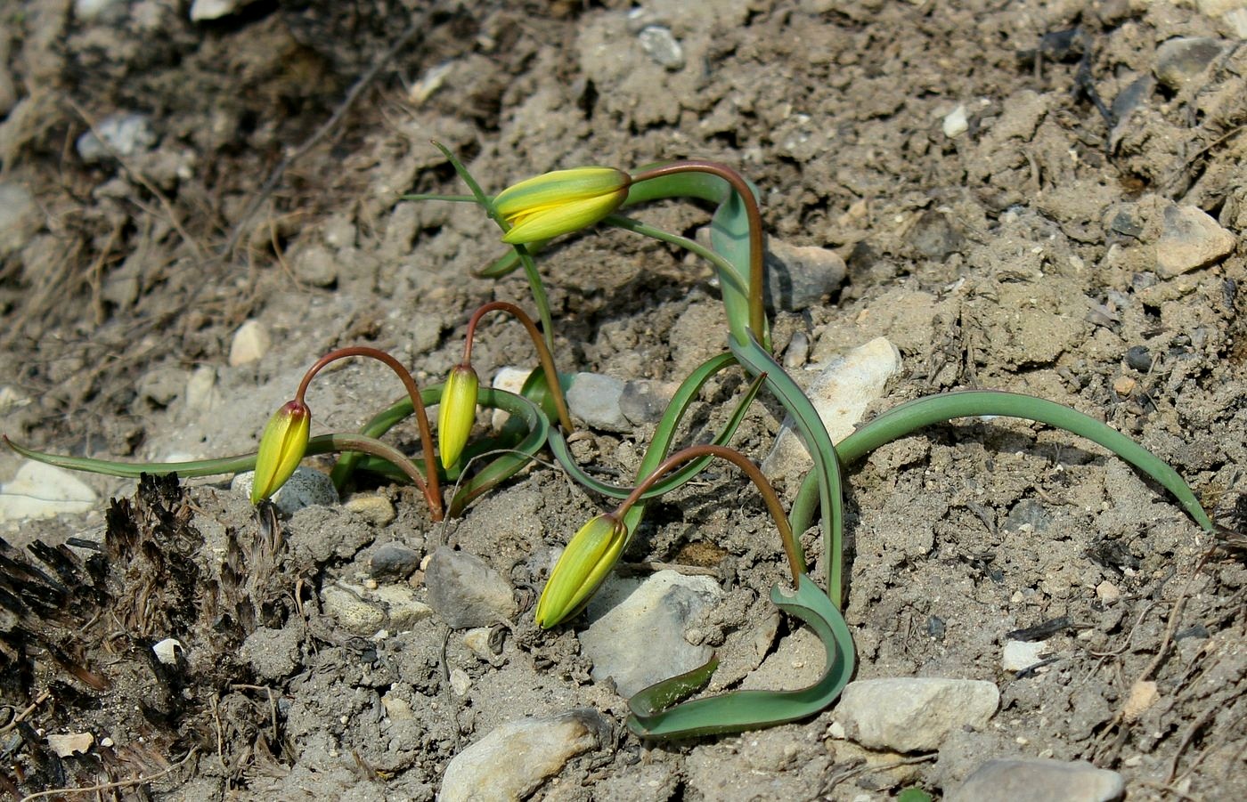 Image of Tulipa scythica specimen.
