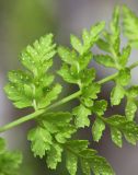 Cystopteris fragilis