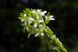 Turritis glabra. Соцветие. Республика Адыгея, г. Майкоп, южная окраина, между р. Белая и северной оконечностью водораздельного хребта Нагиеж-Уашх, луговая низина. 16.05.2021.