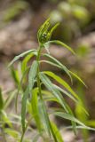 Achillea biserrata. Верхушка растения с развивающимся соцветием. Краснодарский край, м/о г. Геленджик, окр. с. Кабардинка, щель Полихронова, широколиственный лес. 03.05.2021.