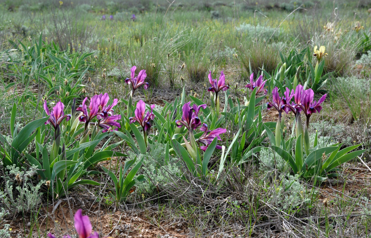 Изображение особи Iris scariosa.