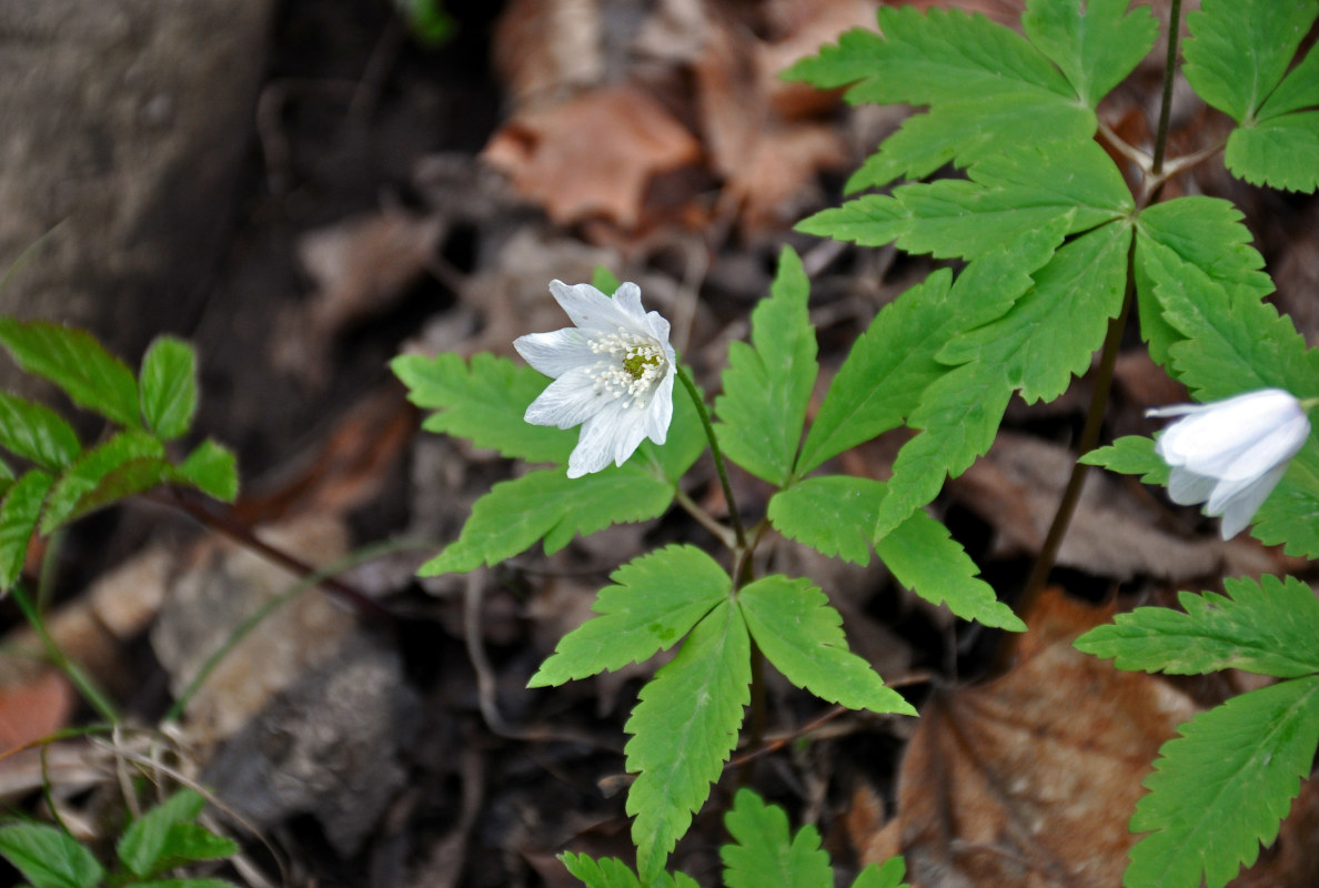 Изображение особи Anemone altaica.