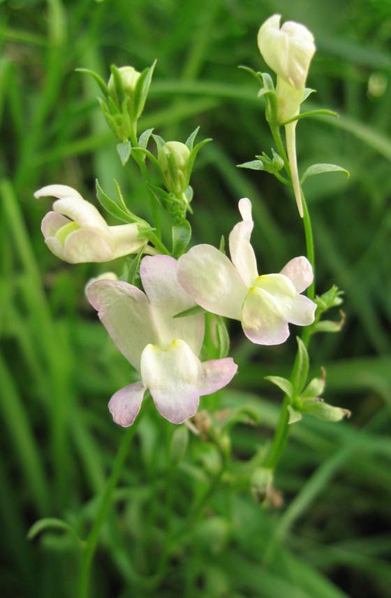 Image of Linaria incarnata specimen.