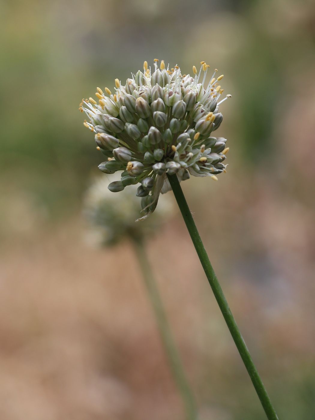 Изображение особи Allium drobovii.