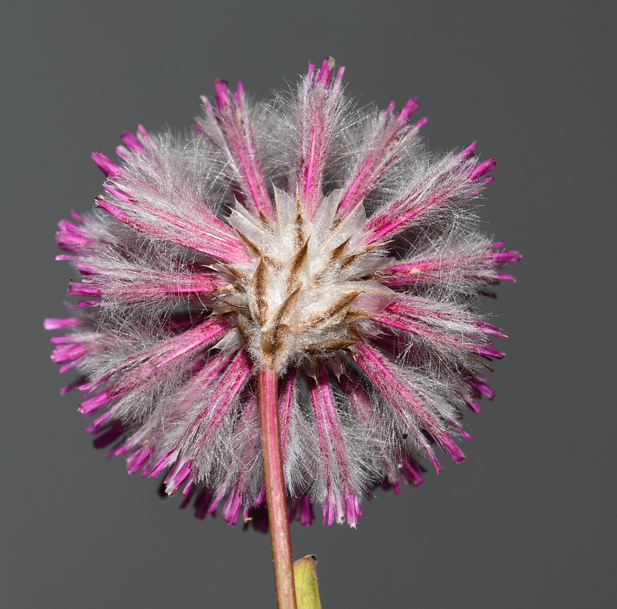 Изображение особи Ptilotus exaltatus.