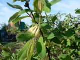 Lonicera edulis. Часть ветви с соцветиями. Хабаровск, ул. Ульяновская 60, в культуре. 22.05..2011.