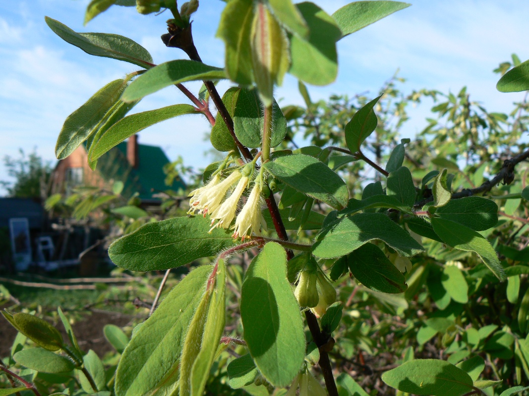 Изображение особи Lonicera edulis.