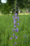 View full-size image Campanula bononiensis