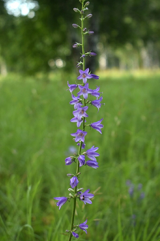 Изображение особи Campanula bononiensis.