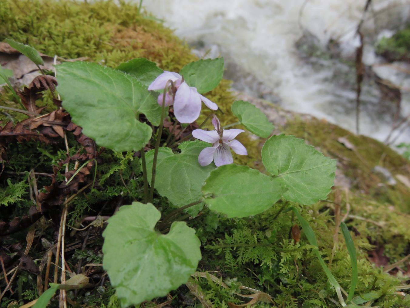 Image of Viola selkirkii specimen.