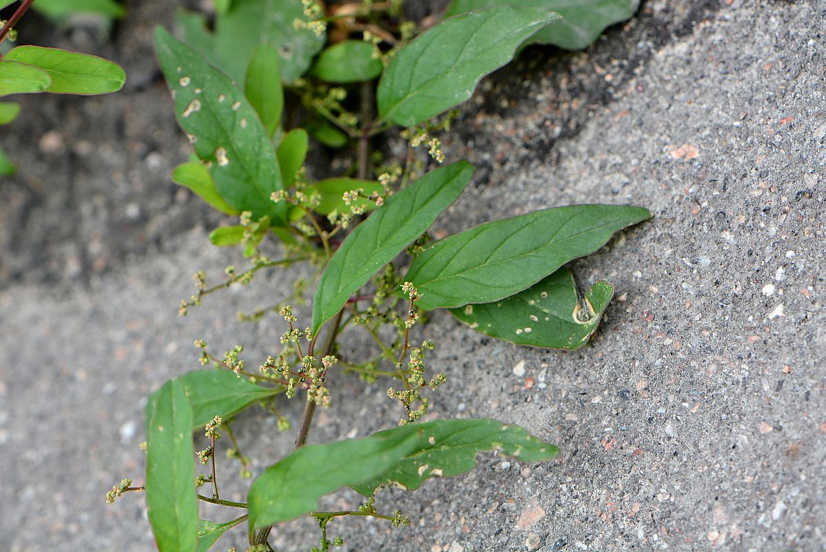 Изображение особи Lipandra polysperma.