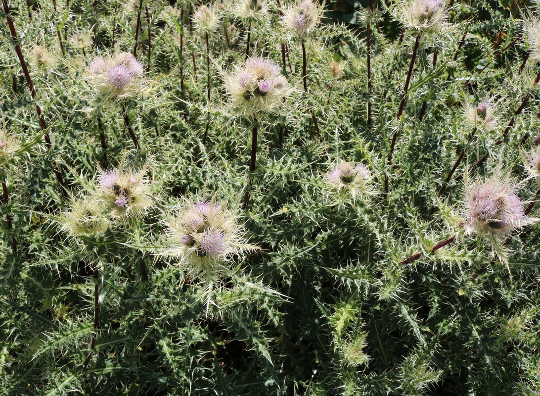 Изображение особи Cirsium obvallatum.