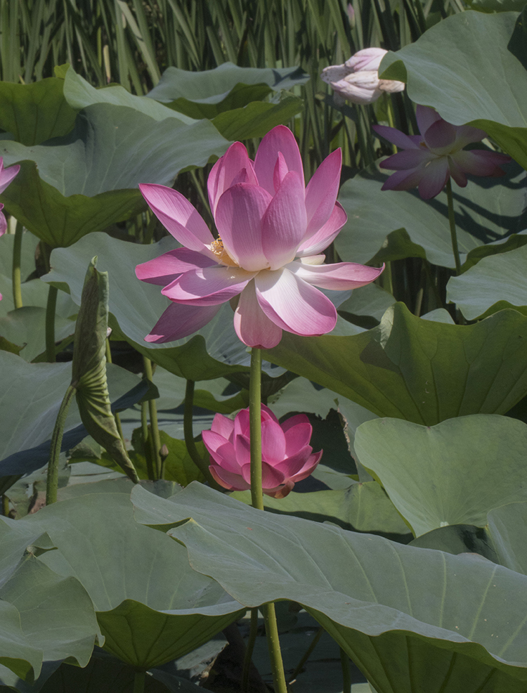 Image of Nelumbo caspica specimen.