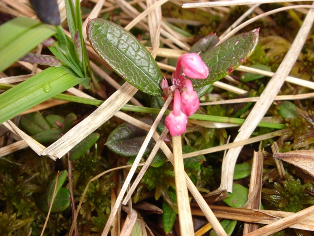 Изображение особи Andromeda polifolia.