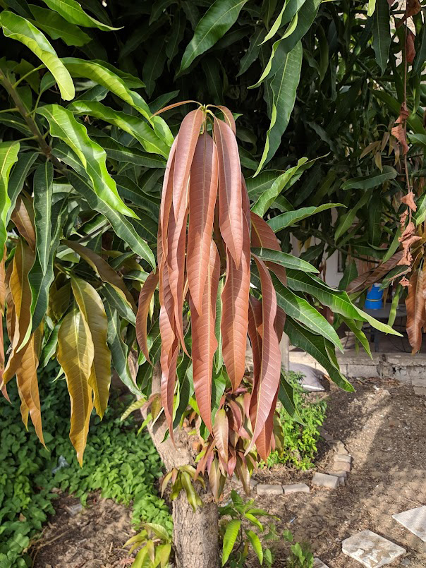 Image of Ficus binnendijkii specimen.