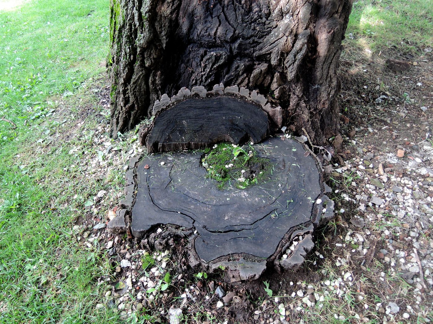 Image of Populus &times; canescens specimen.