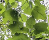 Catalpa ovata