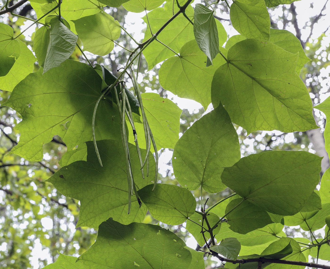 Изображение особи Catalpa ovata.