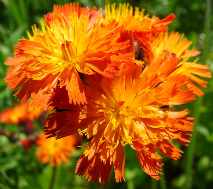 Image of Pilosella aurantiaca specimen.