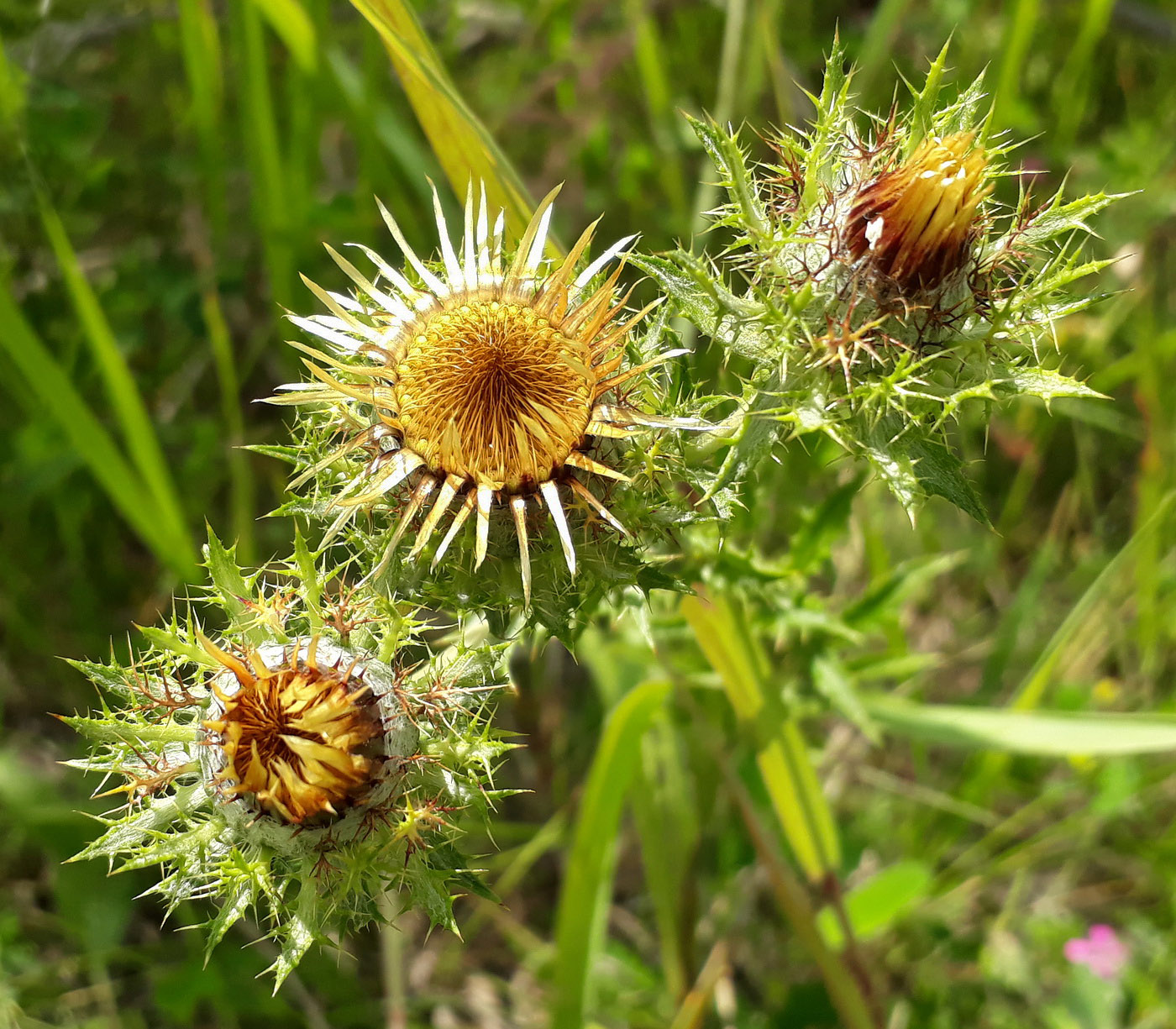 Изображение особи Carlina biebersteinii.
