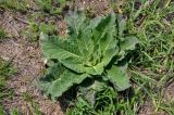 Verbascum nigrum