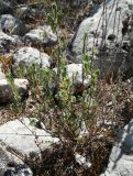 Thymbra spicata