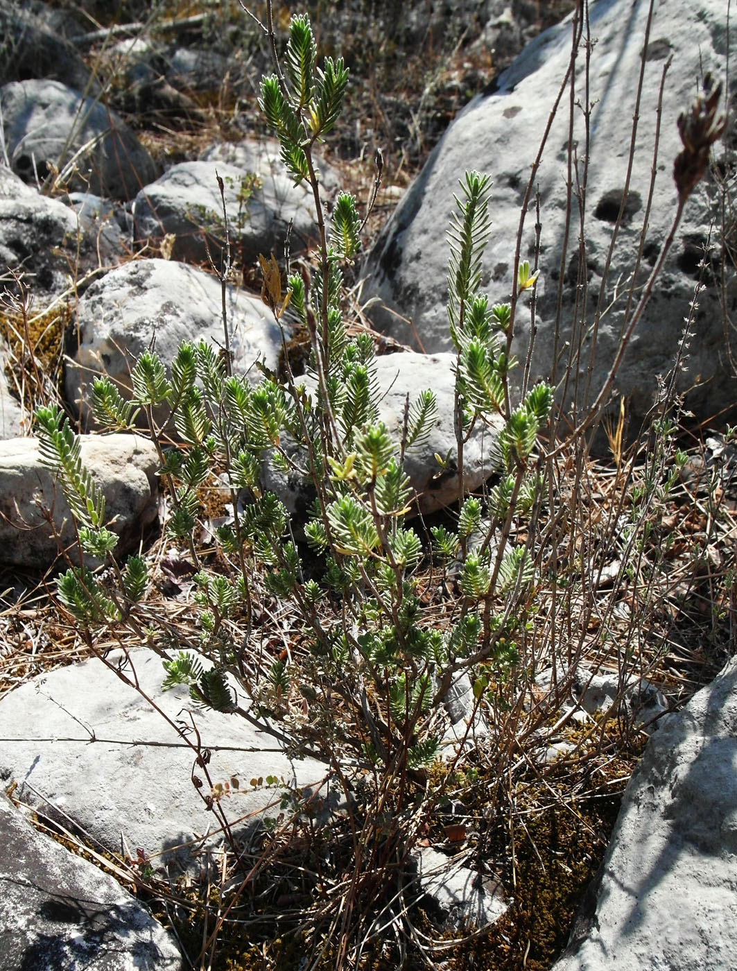 Image of Thymbra spicata specimen.