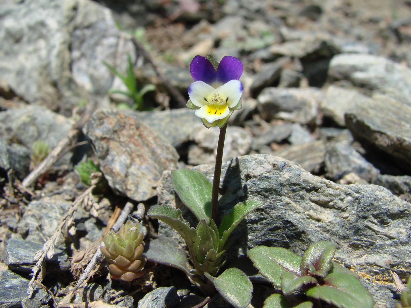 Изображение особи Viola occulta.