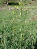 Sisymbrium altissimum