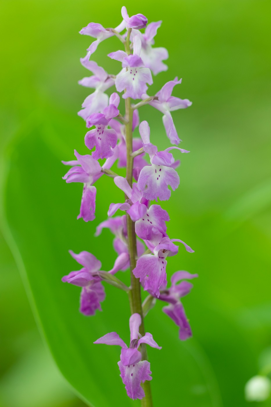 Изображение особи Orchis mascula.