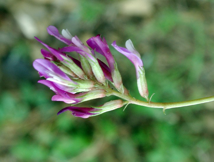 Изображение особи Astragalus buschiorum.