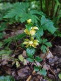 Galeobdolon luteum. Цветущее растение. Смоленская обл., окр. г. Смоленска, Пасовский лес. Начало июня.