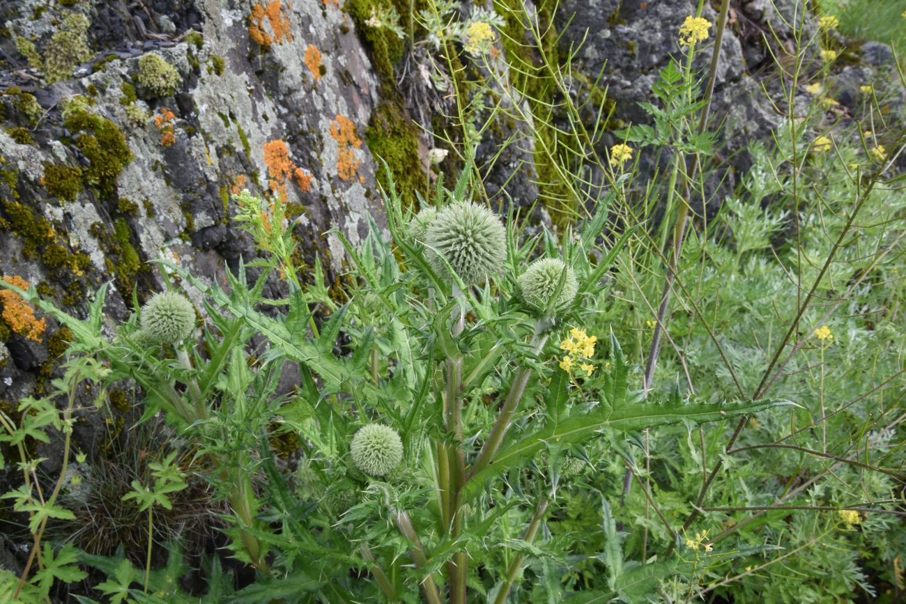 Image of Echinops sphaerocephalus specimen.