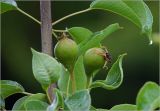 Pyrus communis