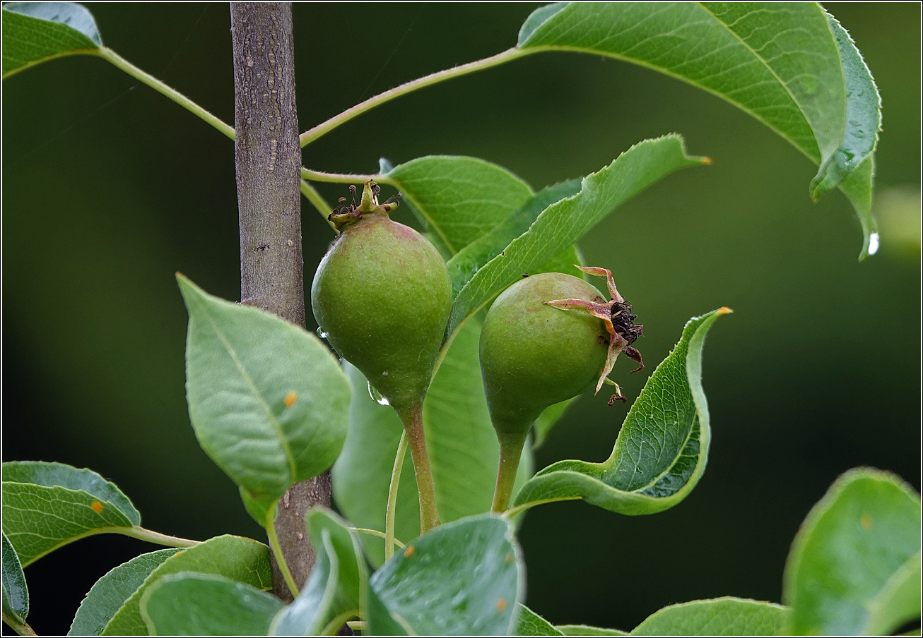 Изображение особи Pyrus communis.